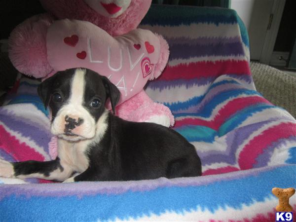 Puppies in KY